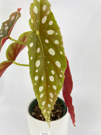 Begonia Maculata - Bumble Plants