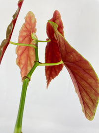 Begonia Maculata - Bumble Plants