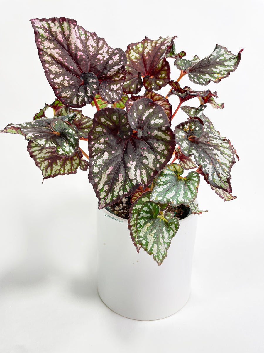 Begonia Rex King Cumbia - Bumble Plants