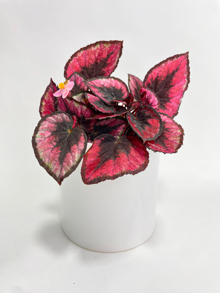 Begonia Rex 'Red Kiss' – Bumble Plants