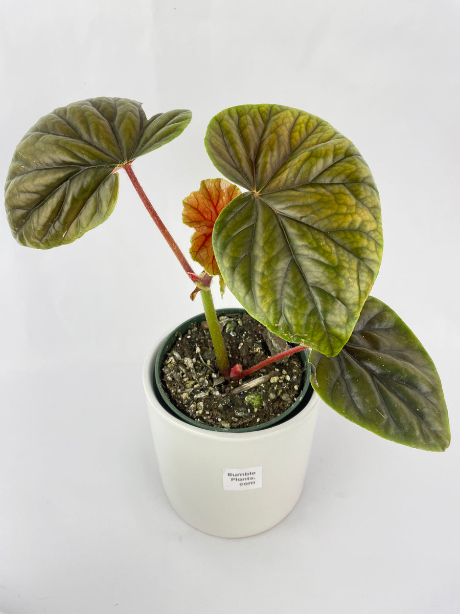 Begonia Thurstonii - Bumble Plants