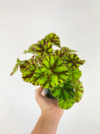 Begonia Tiger Kitten Paws - Bumble Plants