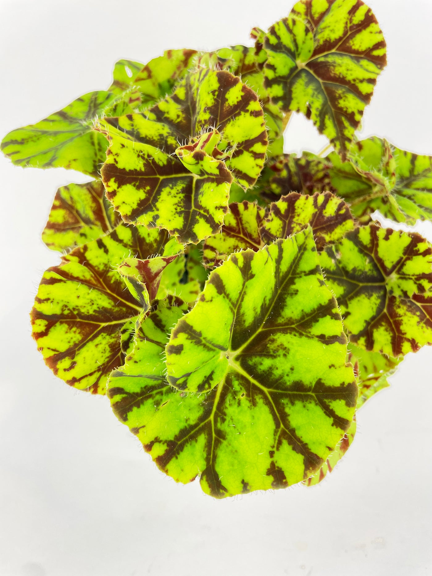 Begonia Tiger Kitten Paws - Bumble Plants