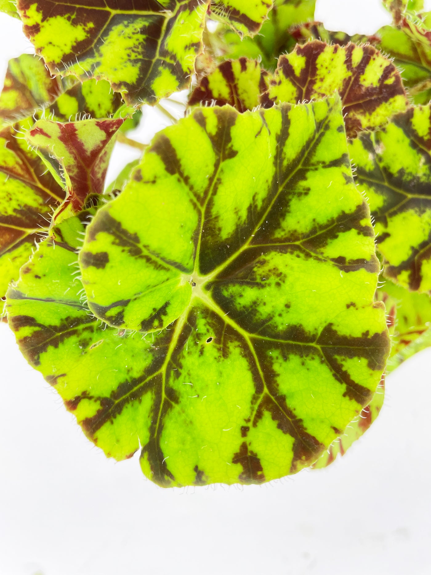 Begonia Tiger Kitten Paws - Bumble Plants