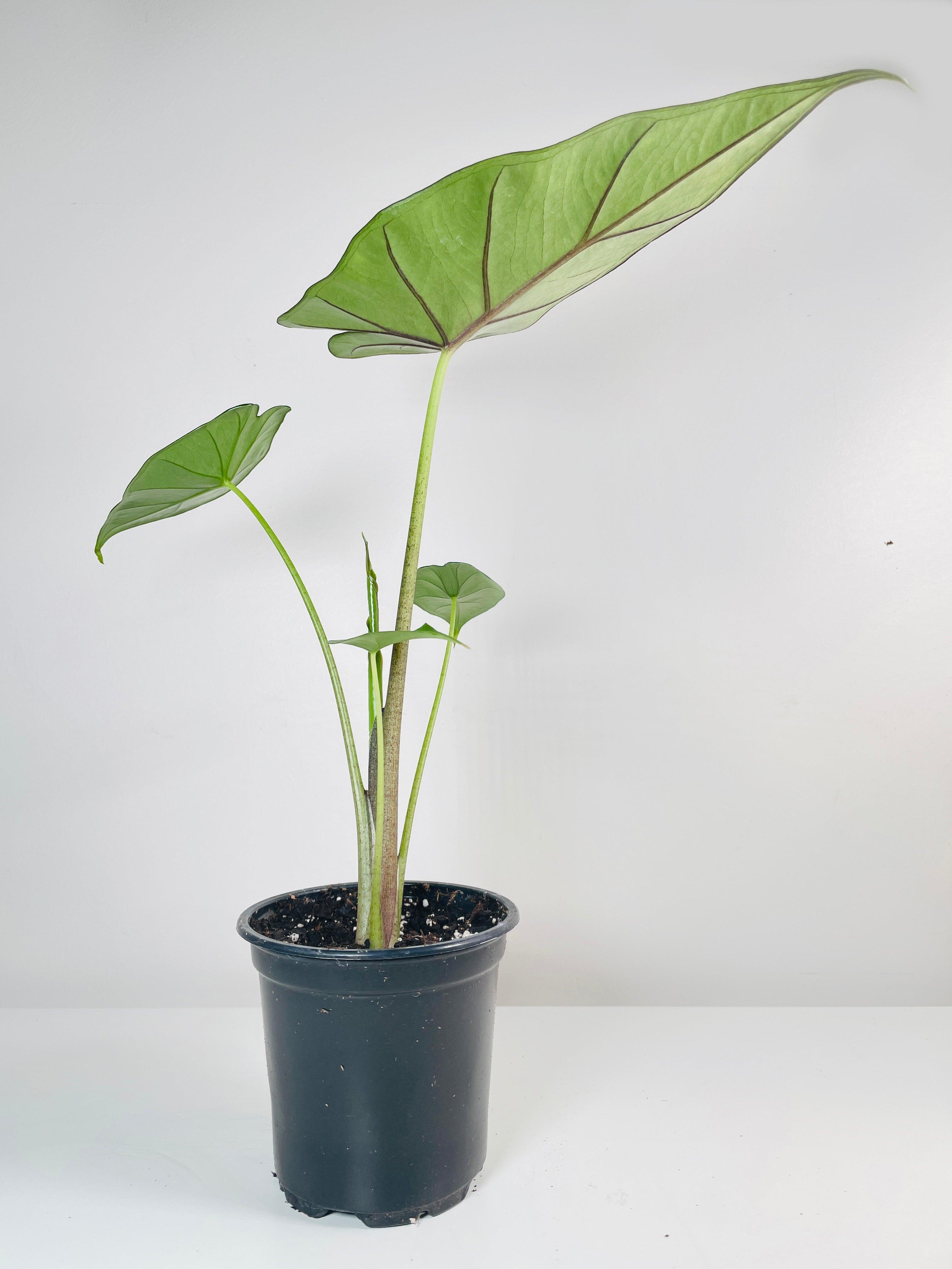 Alocasia 'Sumo' Black Veins - Bumble Plants