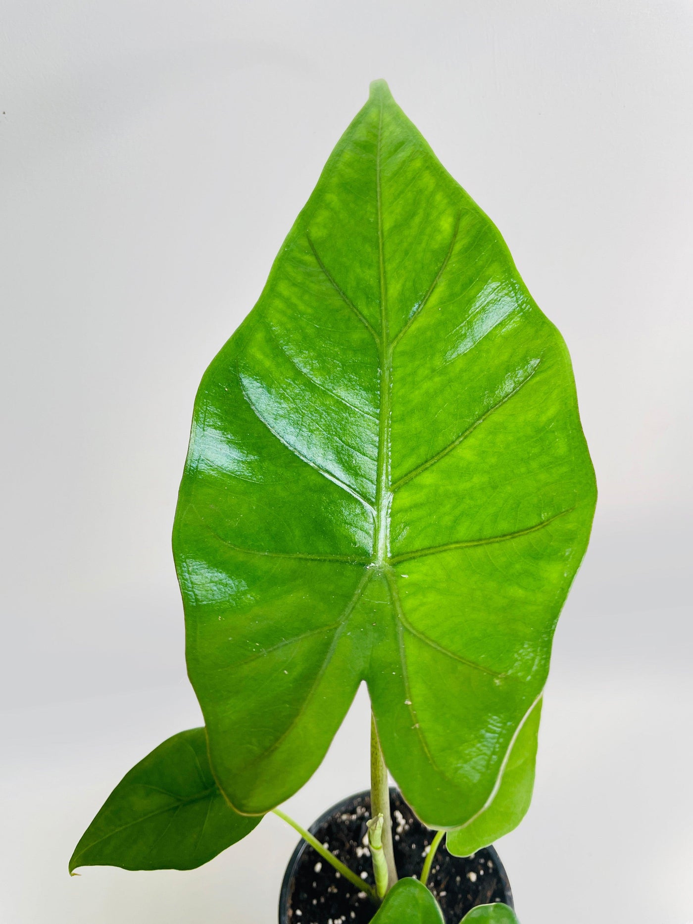 Alocasia 'Sumo' Black Veins - Bumble Plants