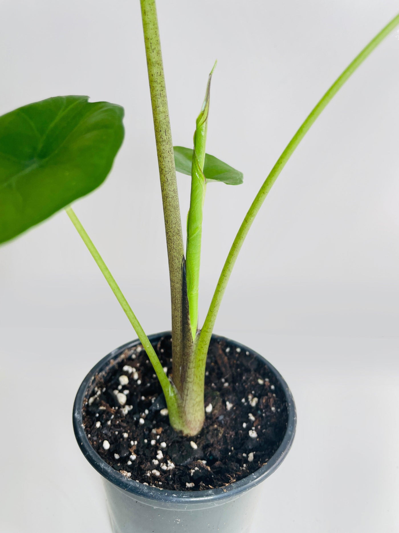 Alocasia 'Sumo' Black Veins - Bumble Plants