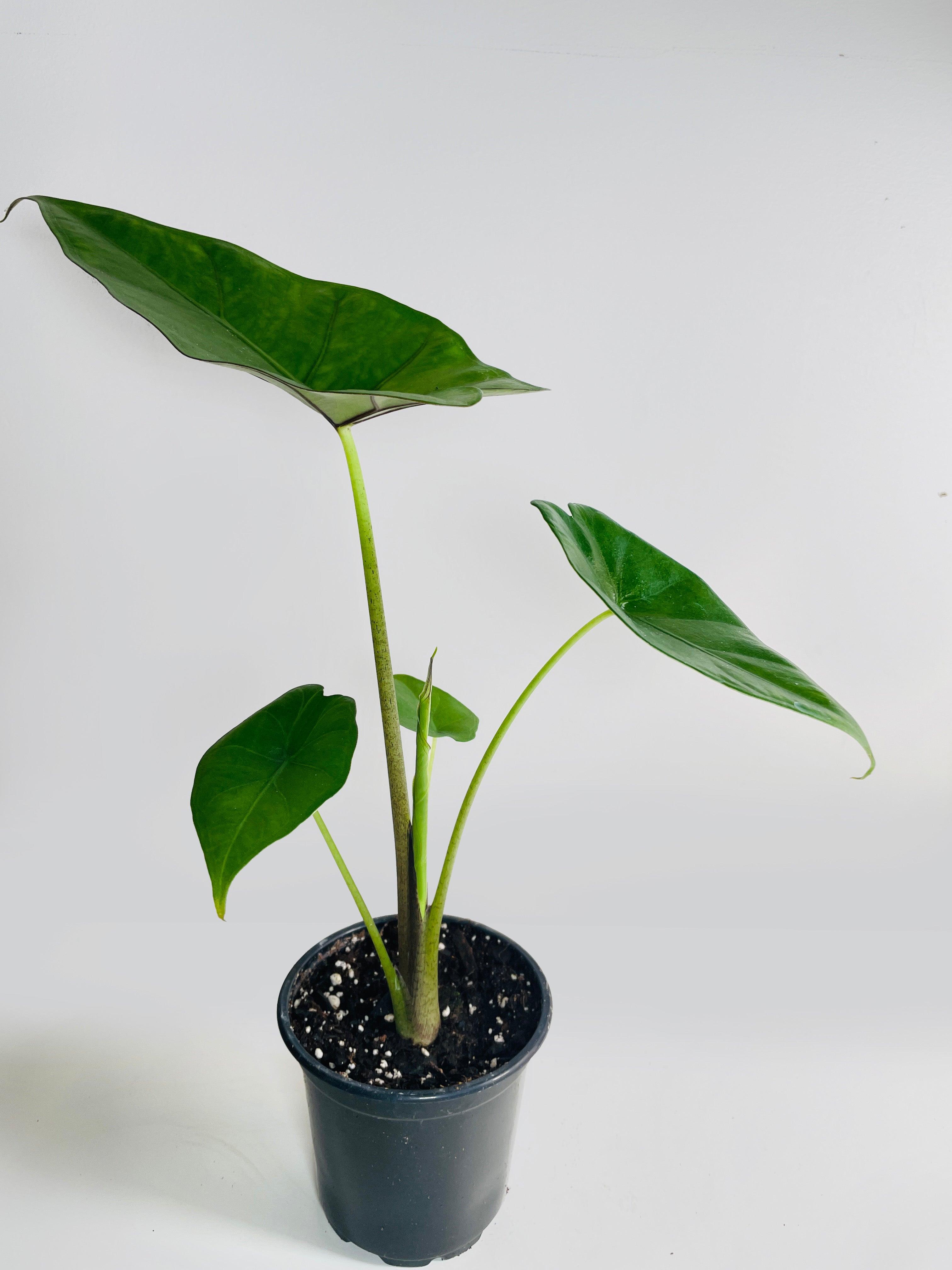 Alocasia 'Sumo' Black Veins - Bumble Plants