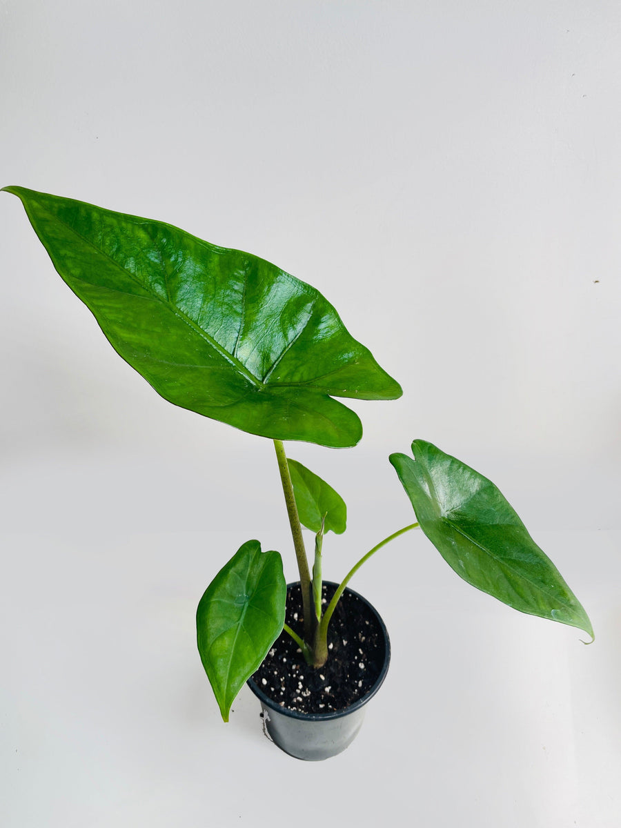 Alocasia 'Sumo' Black Veins - Bumble Plants