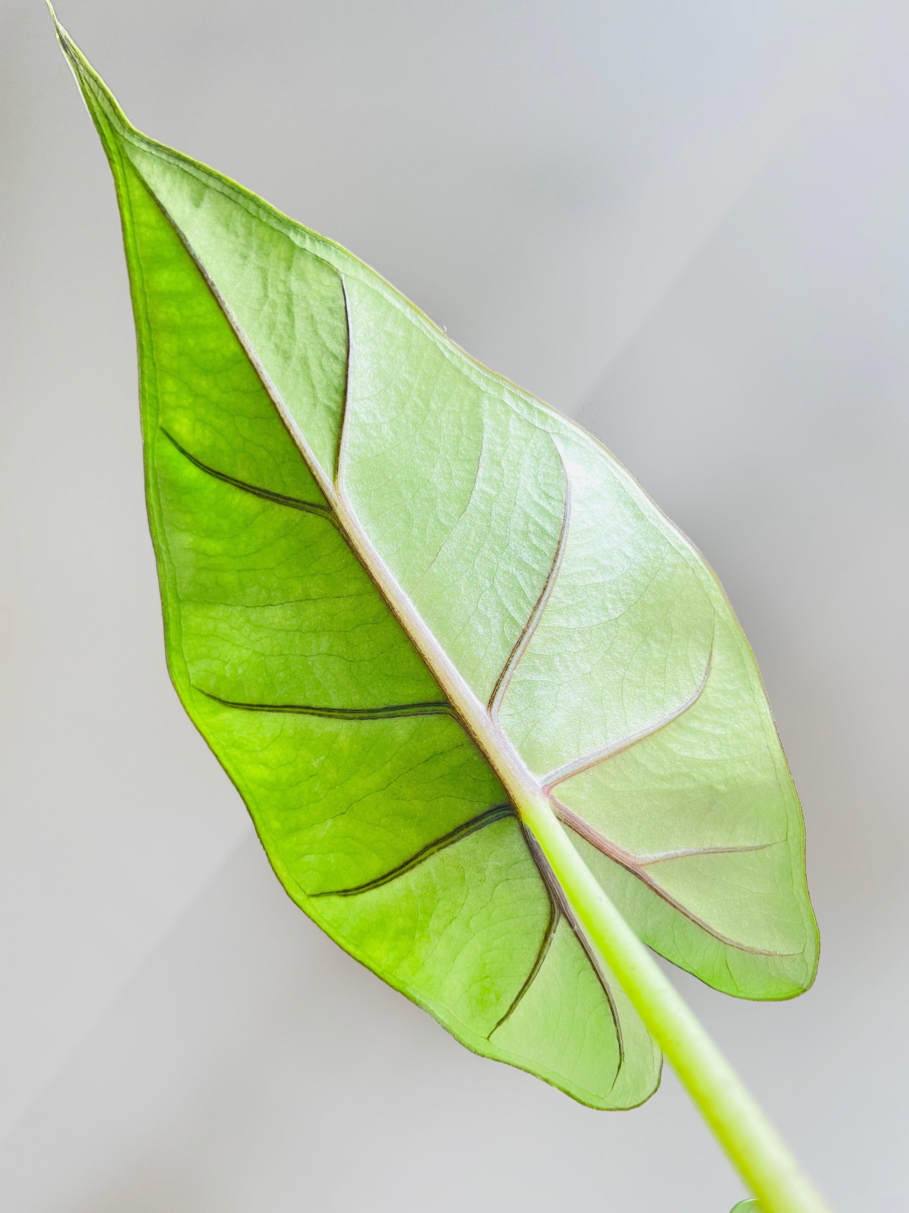 Alocasia 'Sumo' Black Veins - Bumble Plants