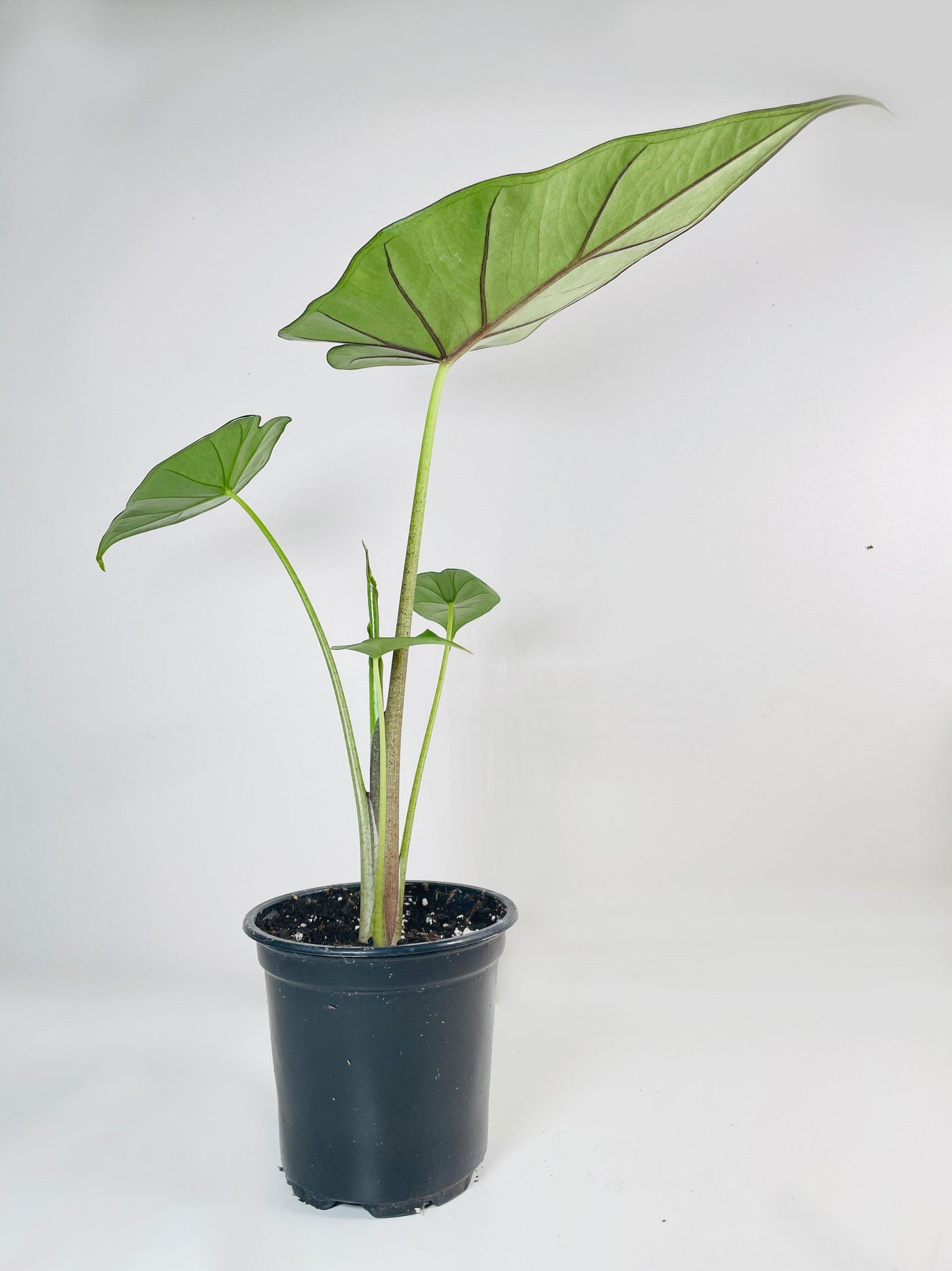 Alocasia 'Sumo' Black Veins - Bumble Plants