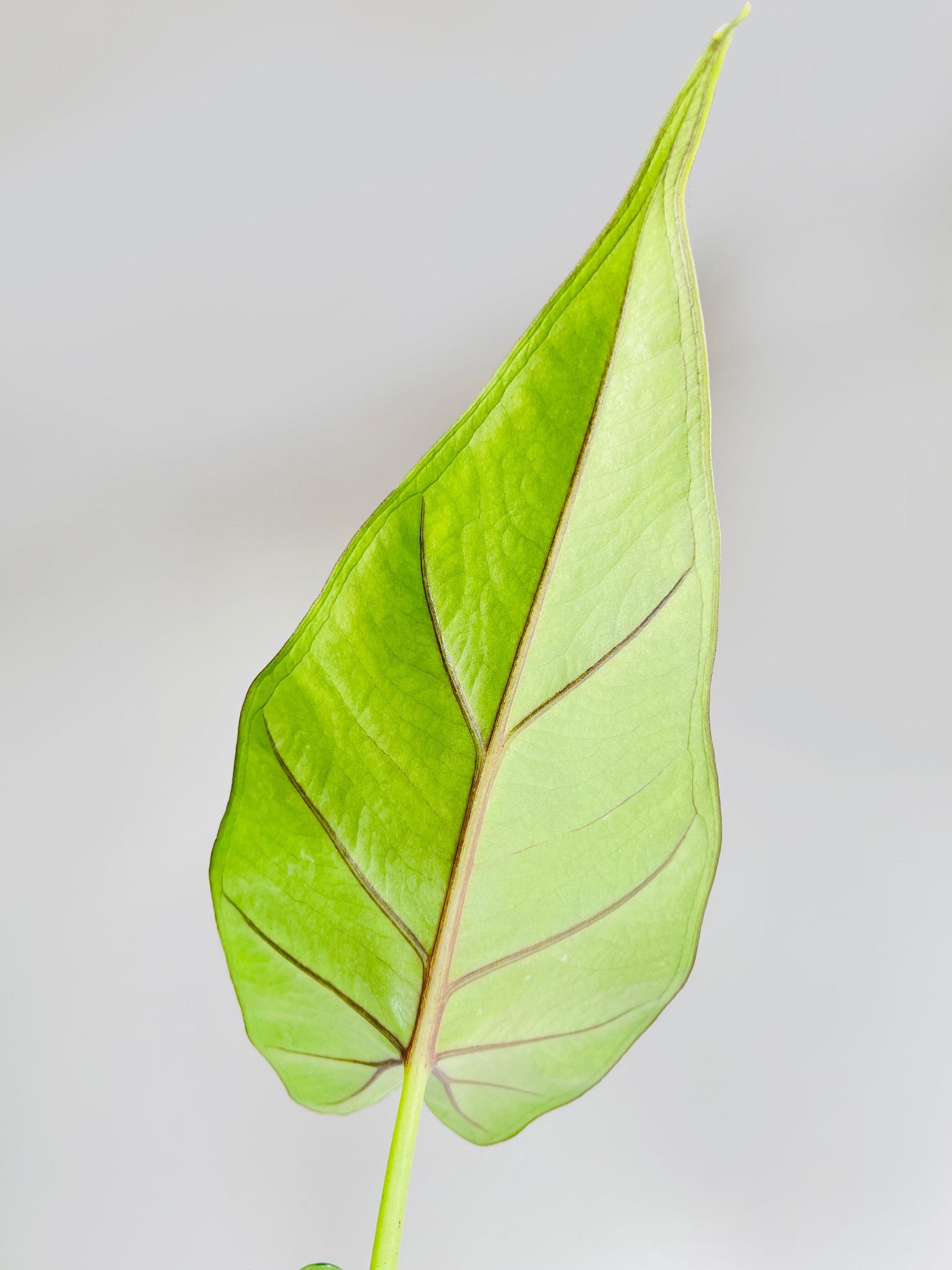 Alocasia 'Sumo' Black Veins - Bumble Plants