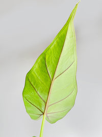 Alocasia 'Sumo' Black Veins - Bumble Plants