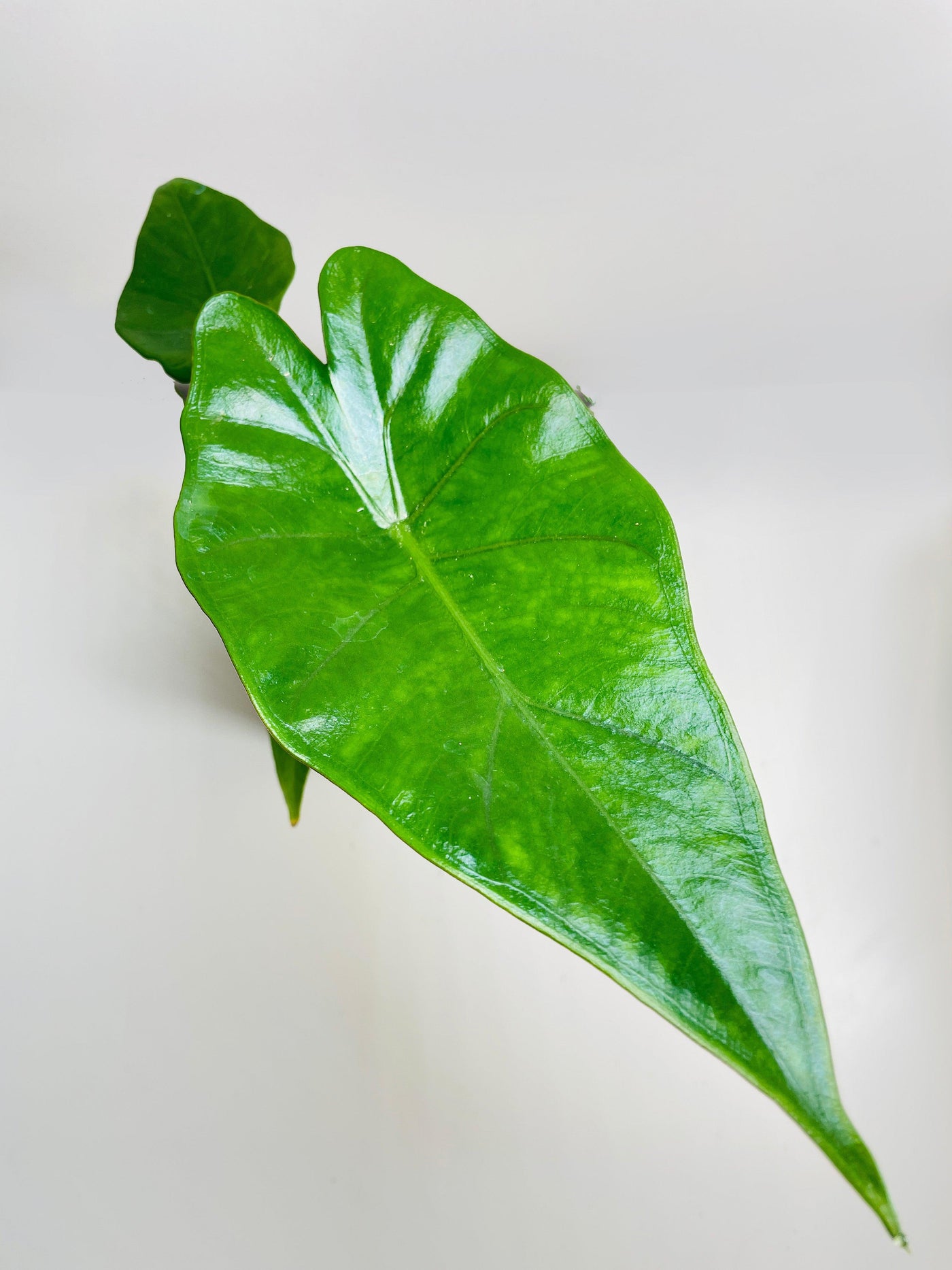 Alocasia 'Sumo' Black Veins - Bumble Plants