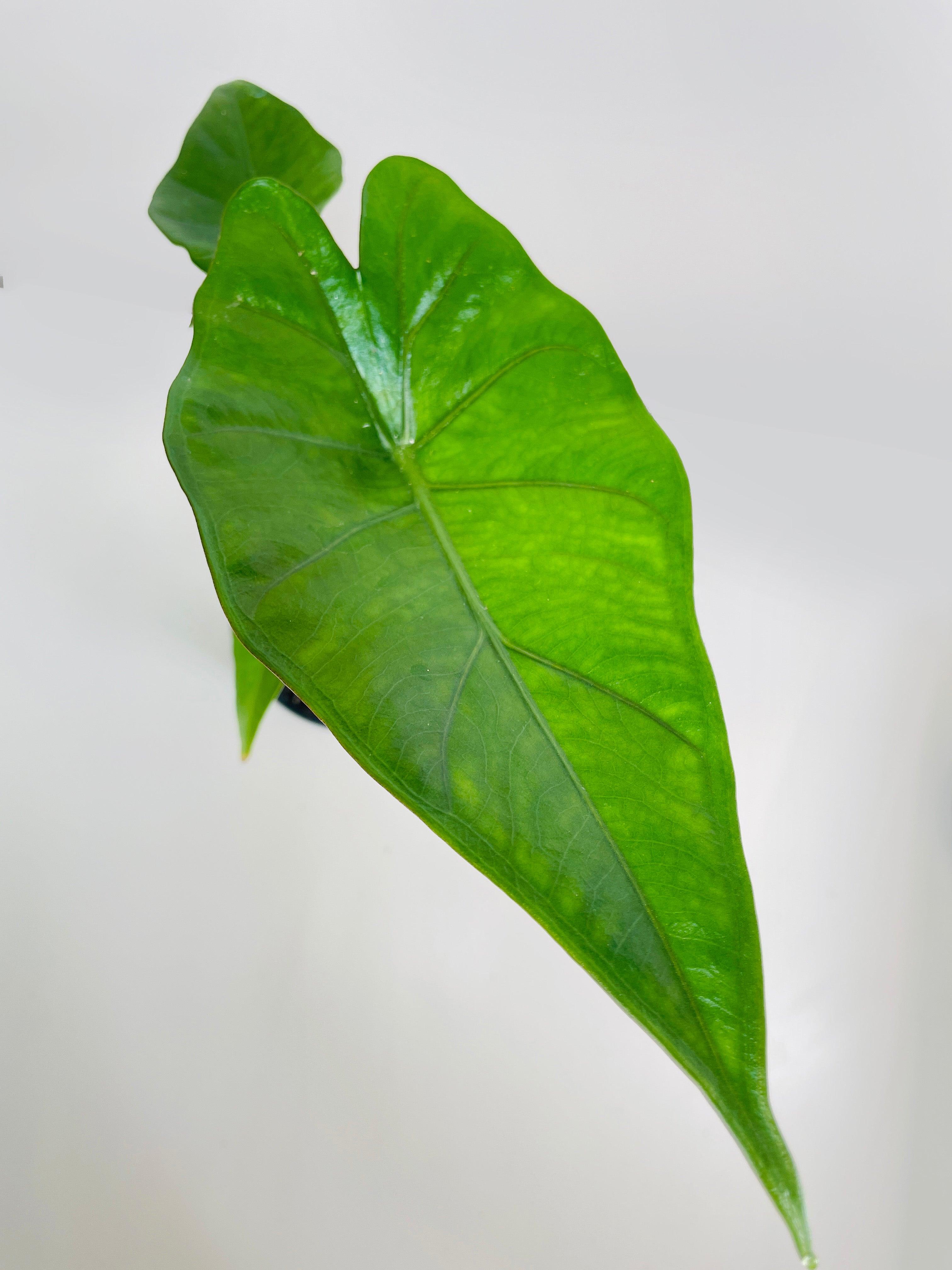 Alocasia 'Sumo' Black Veins - Bumble Plants