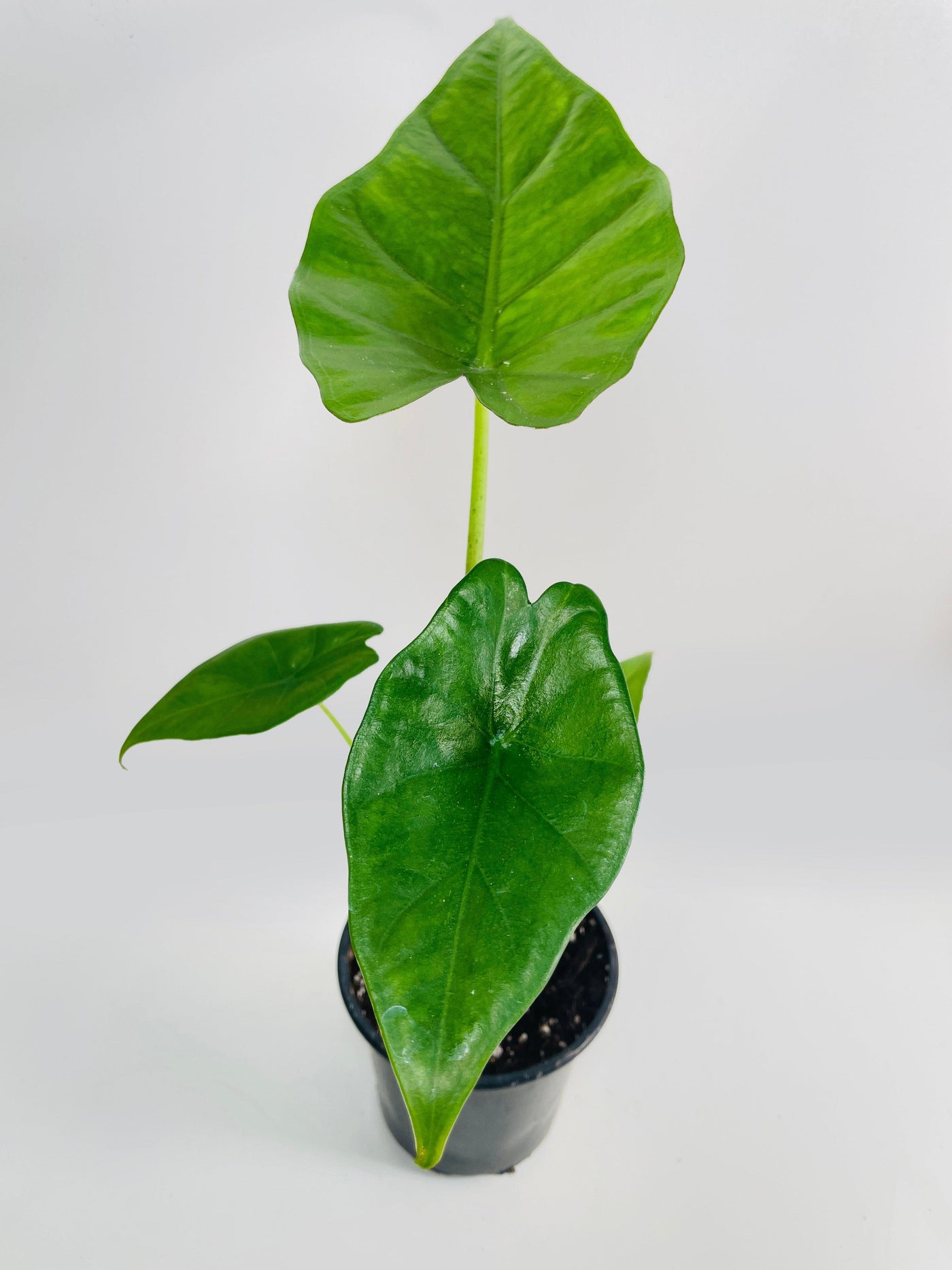 Alocasia 'Sumo' Black Veins - Bumble Plants