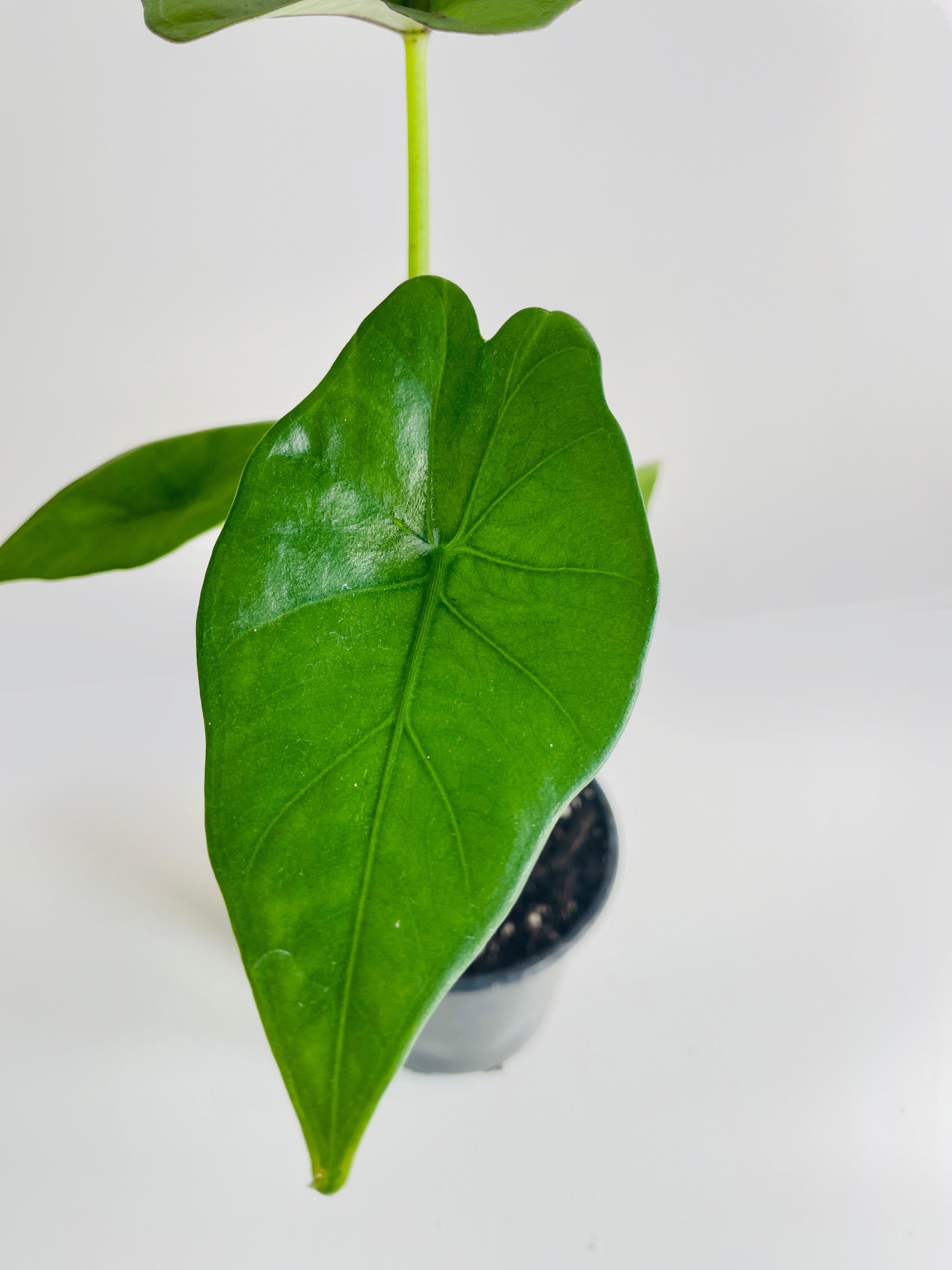 Alocasia 'Sumo' Black Veins - Bumble Plants