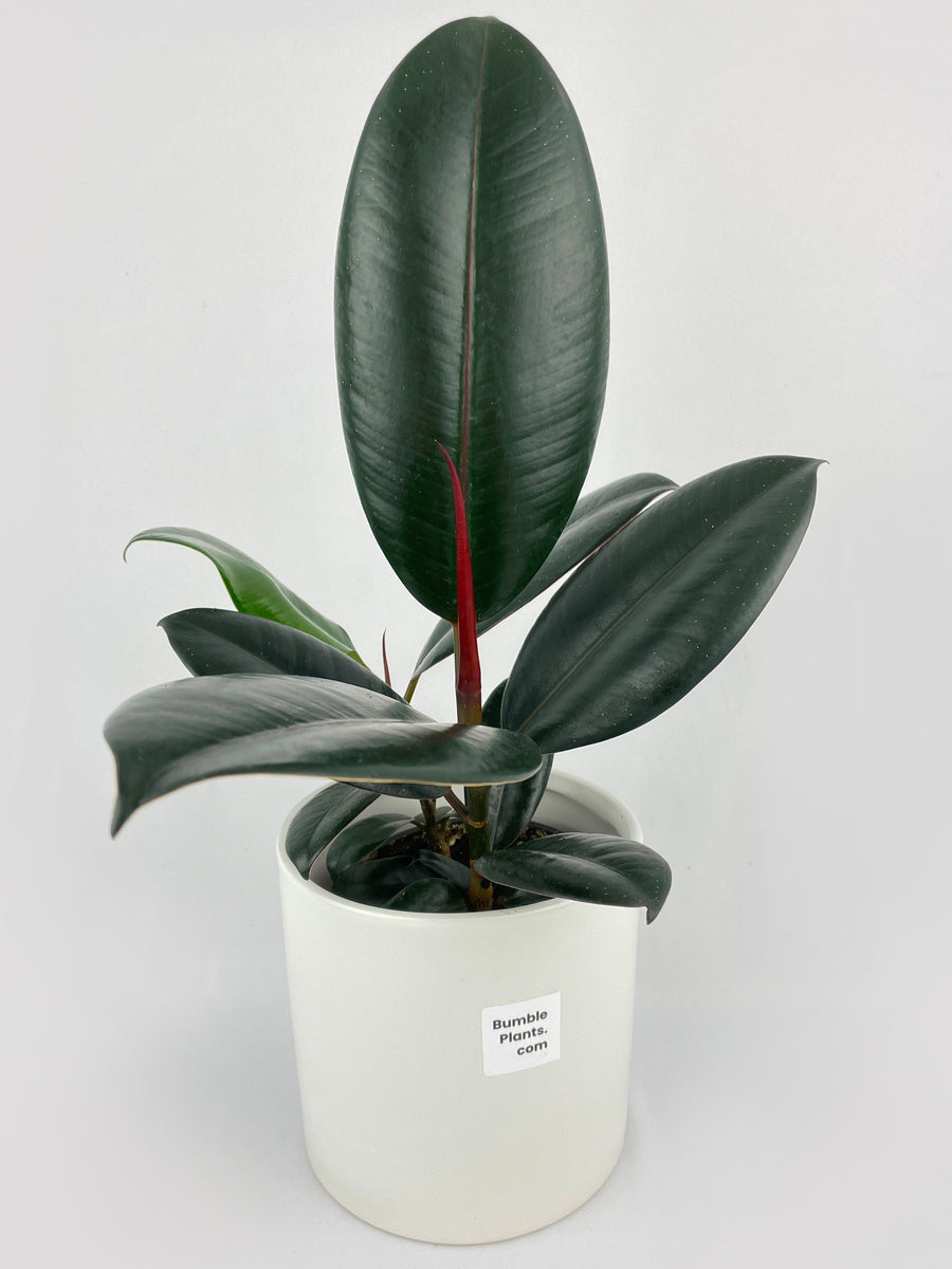 Ficus Elastica Black Burgundy Rubber Plant - Bumble Plants