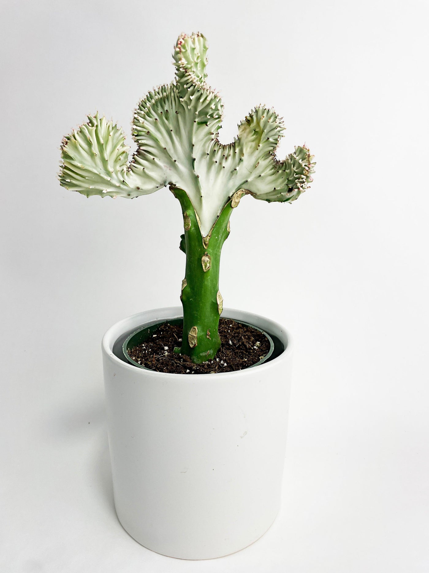 Mermaid Coral 'Cristata' Euphorbia Lactea Succulent - Bumble Plants