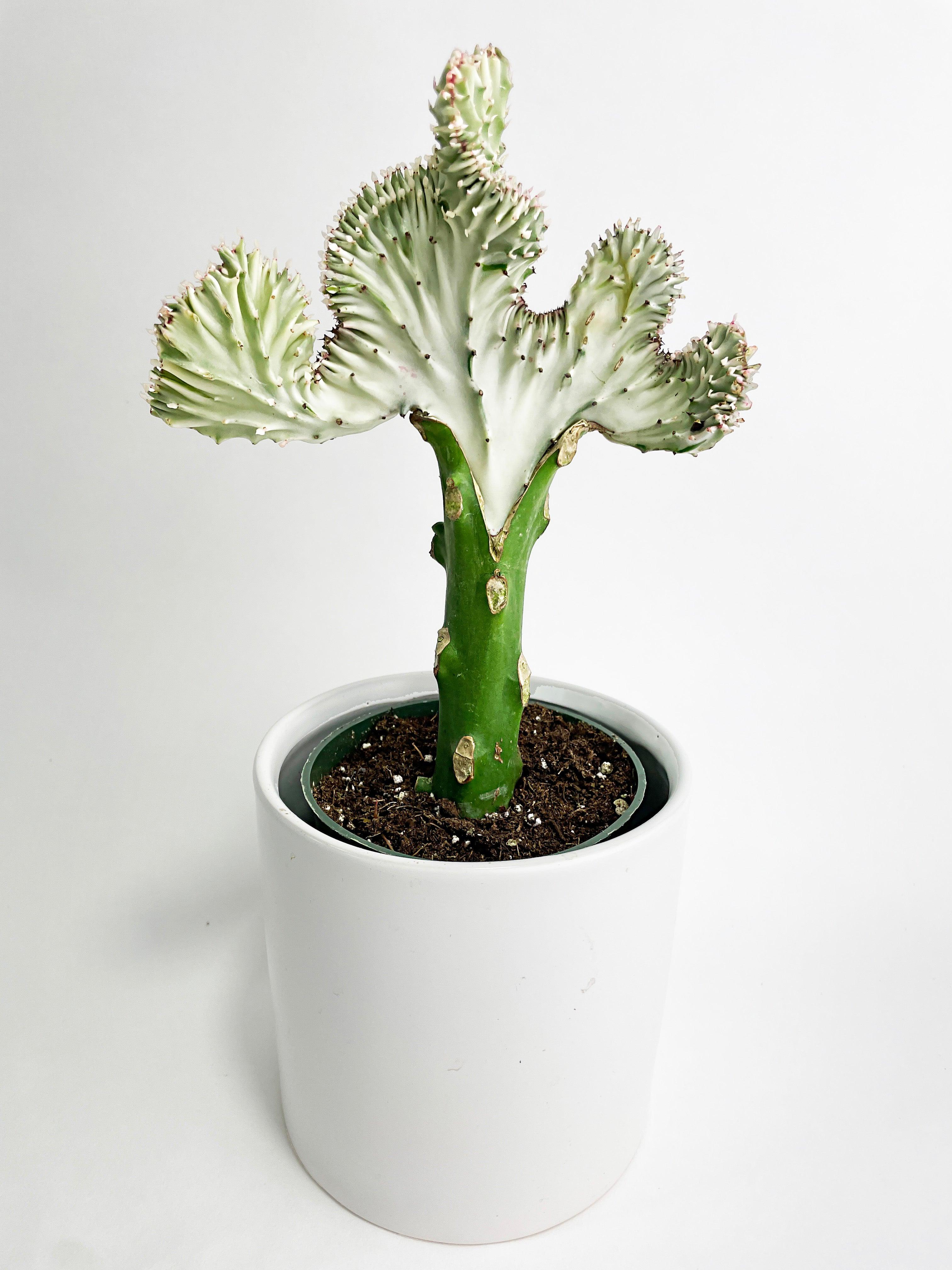 Mermaid Coral 'Cristata' Euphorbia Lactea Succulent - Bumble Plants