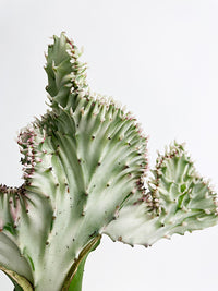 Mermaid Coral 'Cristata' Euphorbia Lactea Succulent - Bumble Plants