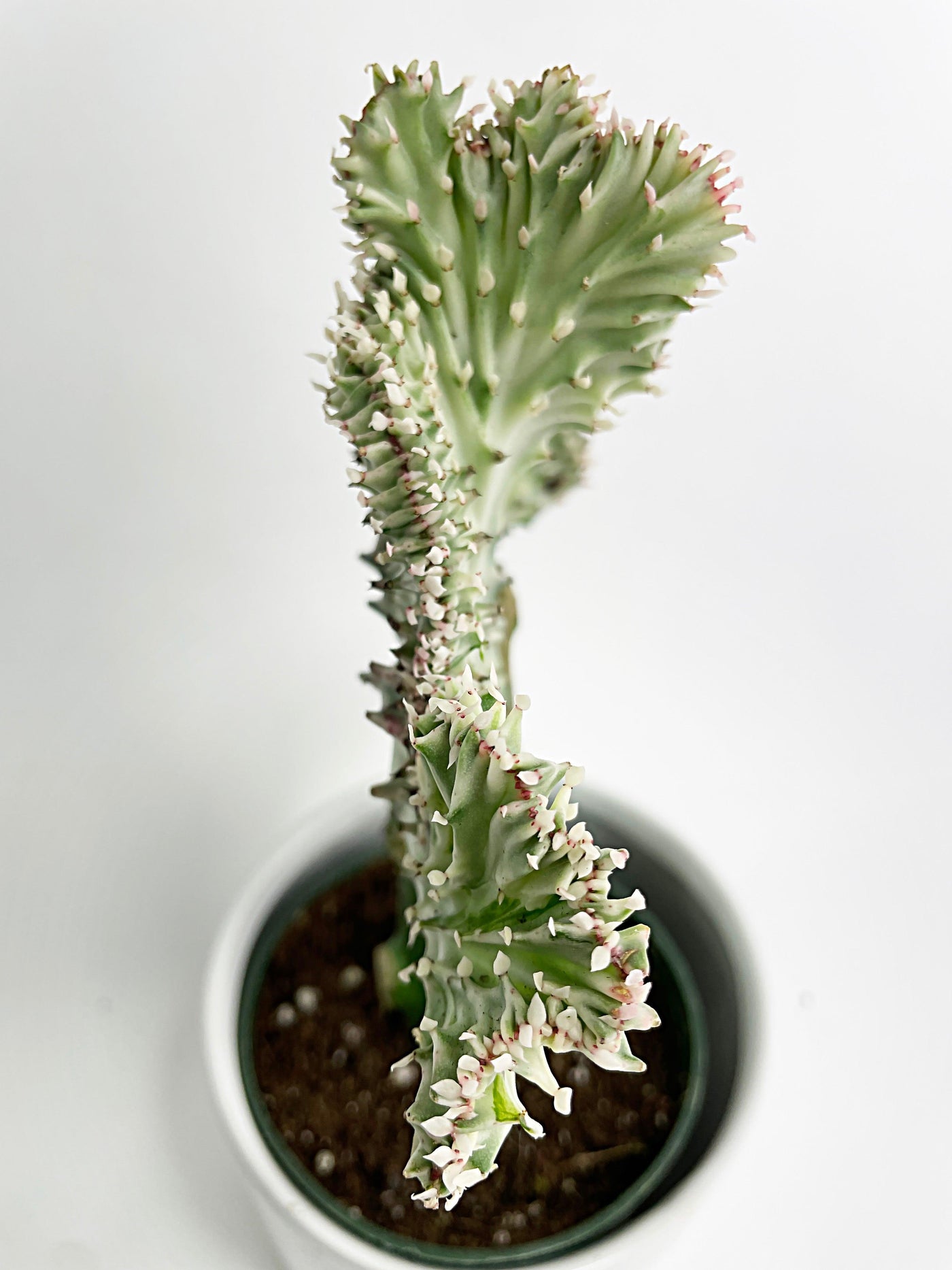 Mermaid Coral 'Cristata' Euphorbia Lactea Succulent - Bumble Plants