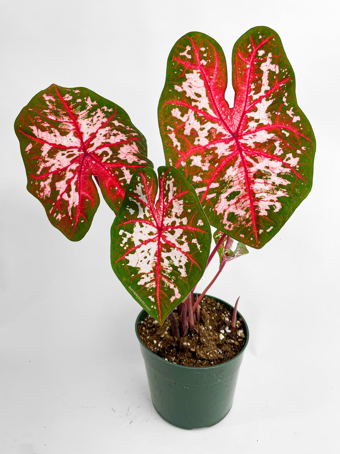 Caladium Carolyn Whorton - Bumble Plants