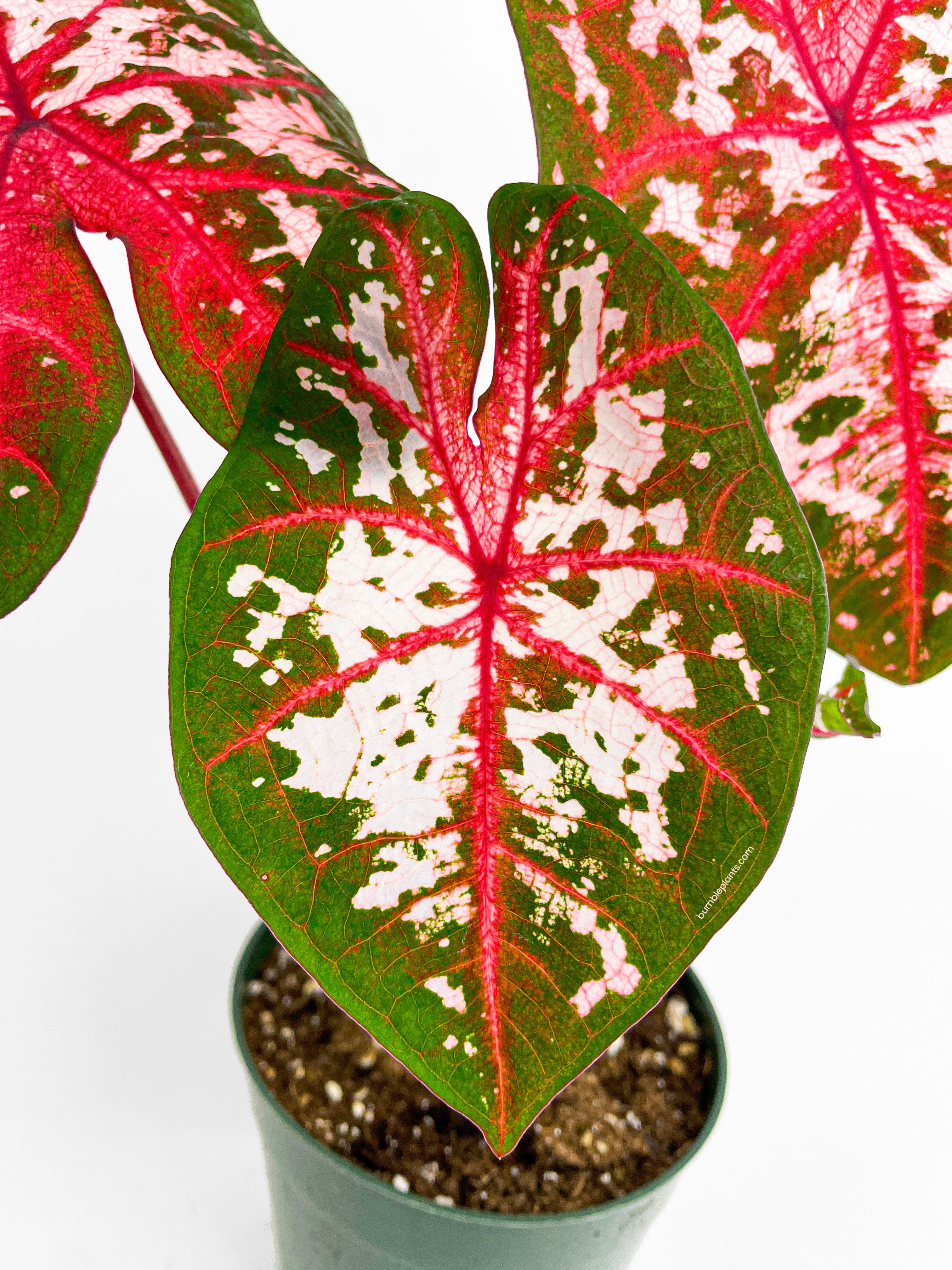 Caladium Carolyn Whorton - Bumble Plants