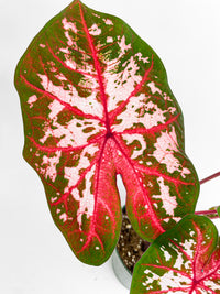 Caladium Carolyn Whorton - Bumble Plants