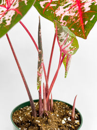 Caladium Carolyn Whorton - Bumble Plants