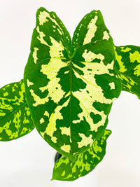 Caladium Hilo Beauty - Bumble Plants