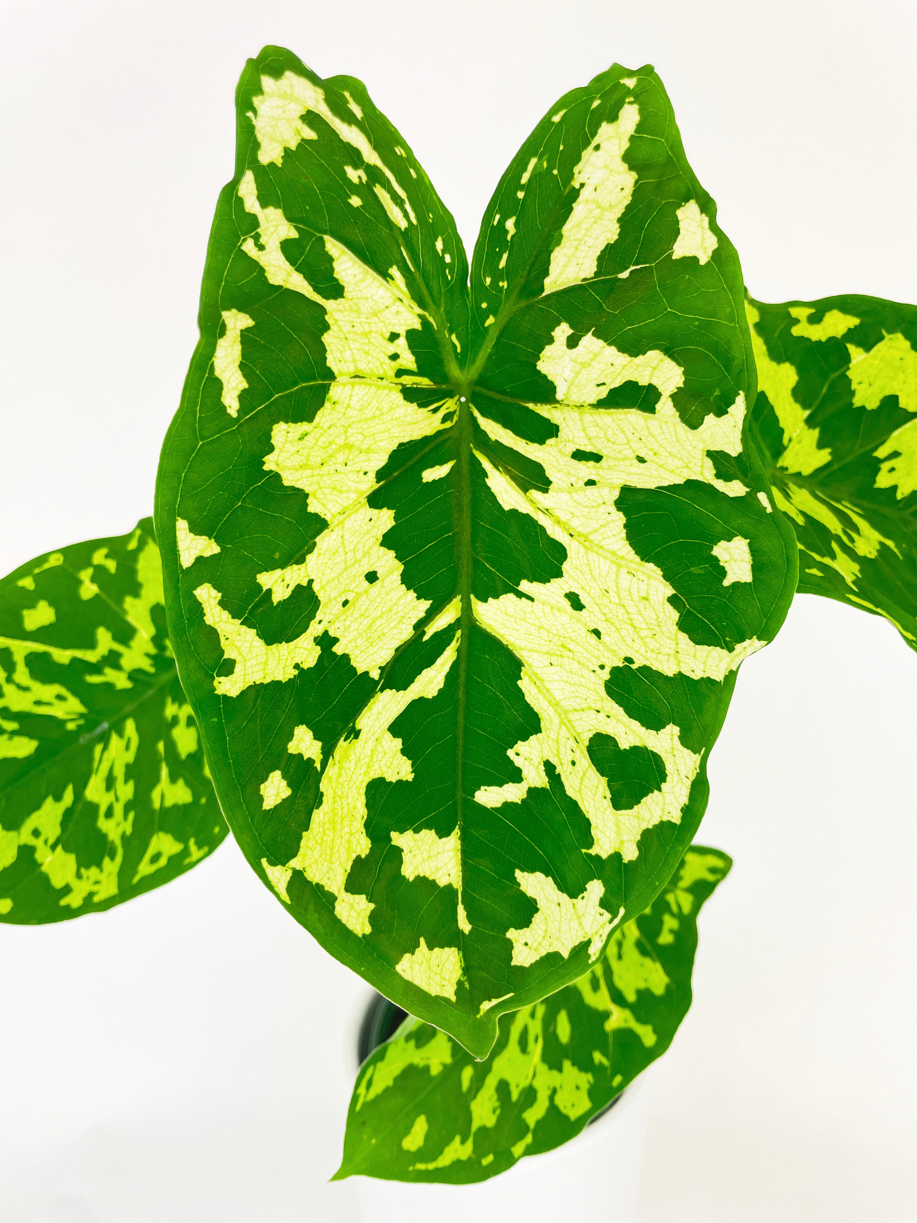 Caladium Hilo Beauty - Bumble Plants