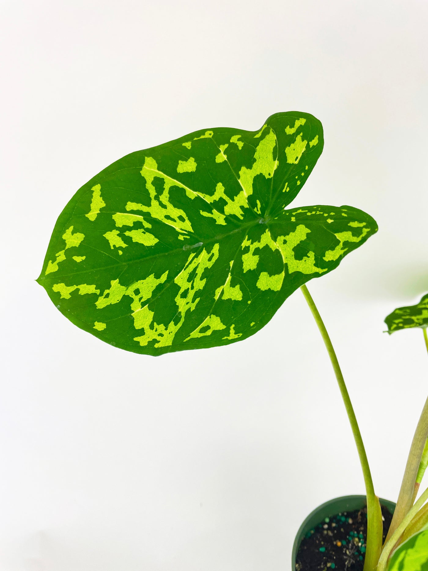 Caladium Hilo Beauty - Bumble Plants