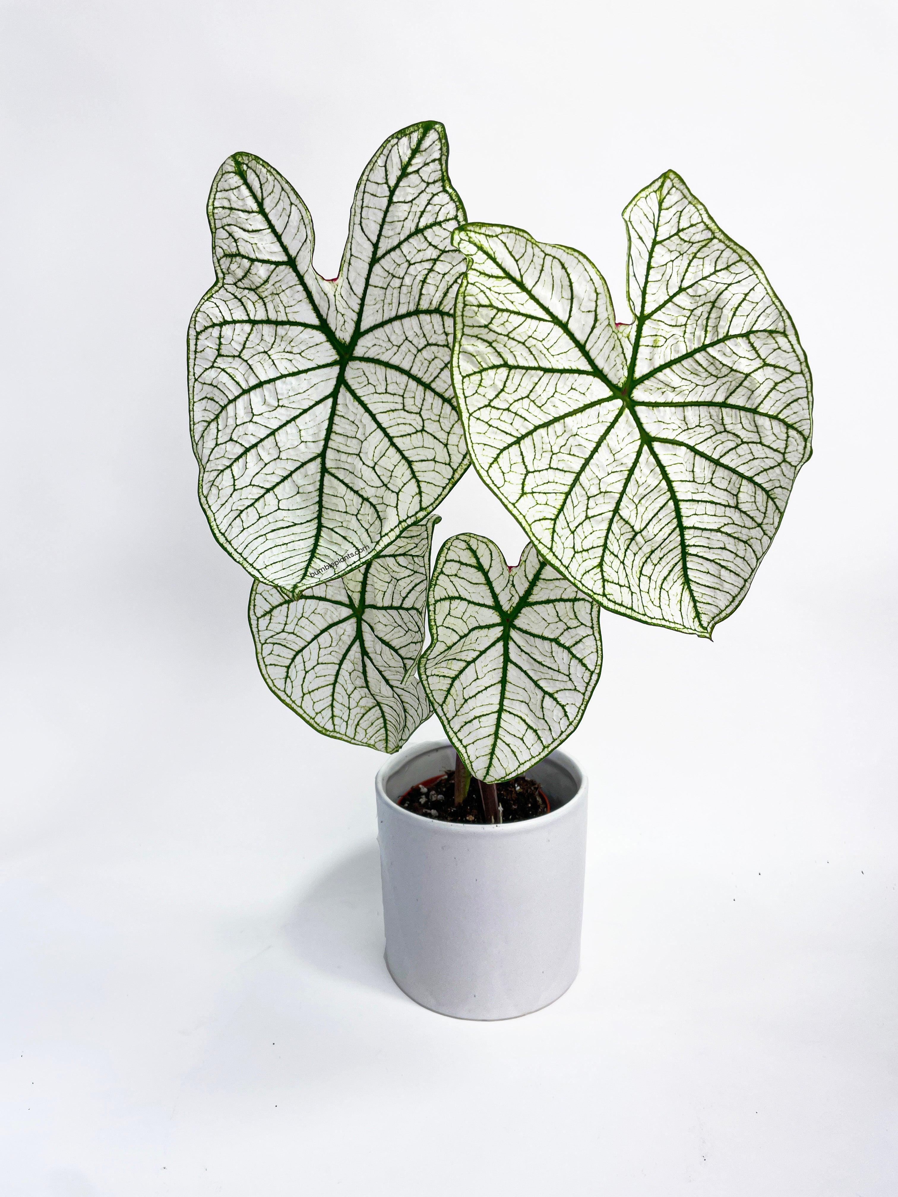 Caladium 'White Christmas' Butterfly Wings - Bumble Plants