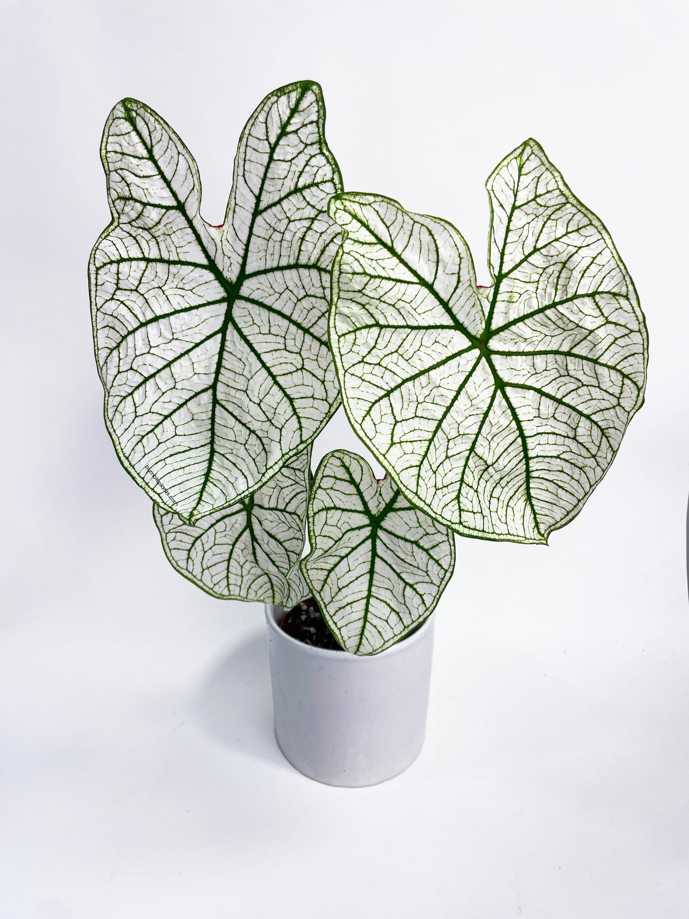 Caladium 'White Christmas' Butterfly Wings - Bumble Plants