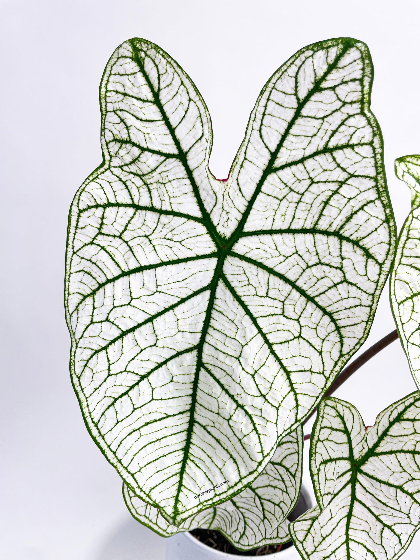 Caladium 'White Christmas' Butterfly Wings - Bumble Plants