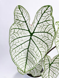 Caladium 'White Christmas' Butterfly Wings - Bumble Plants