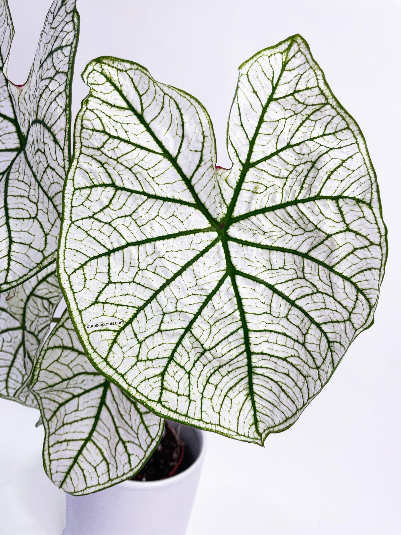 Caladium 'White Christmas' Butterfly Wings - Bumble Plants