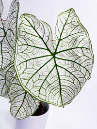 Caladium 'White Christmas' Butterfly Wings - Bumble Plants