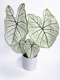 Caladium 'White Christmas' Butterfly Wings - Bumble Plants