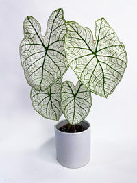 Caladium 'White Christmas' Butterfly Wings - Bumble Plants