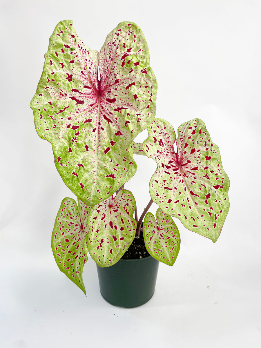 Caladium Miss Muffet - Bumble Plants