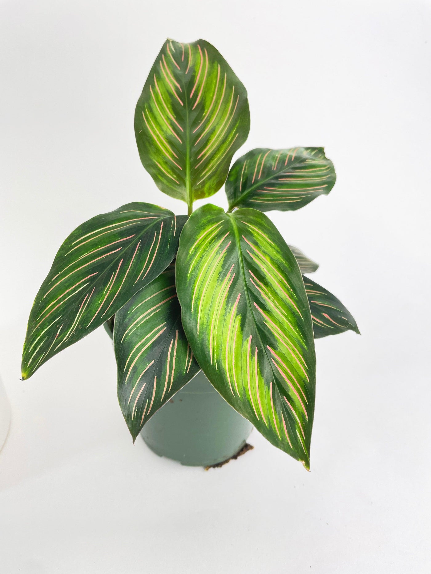 Calathea Peacock Beauty Star - Bumble Plants