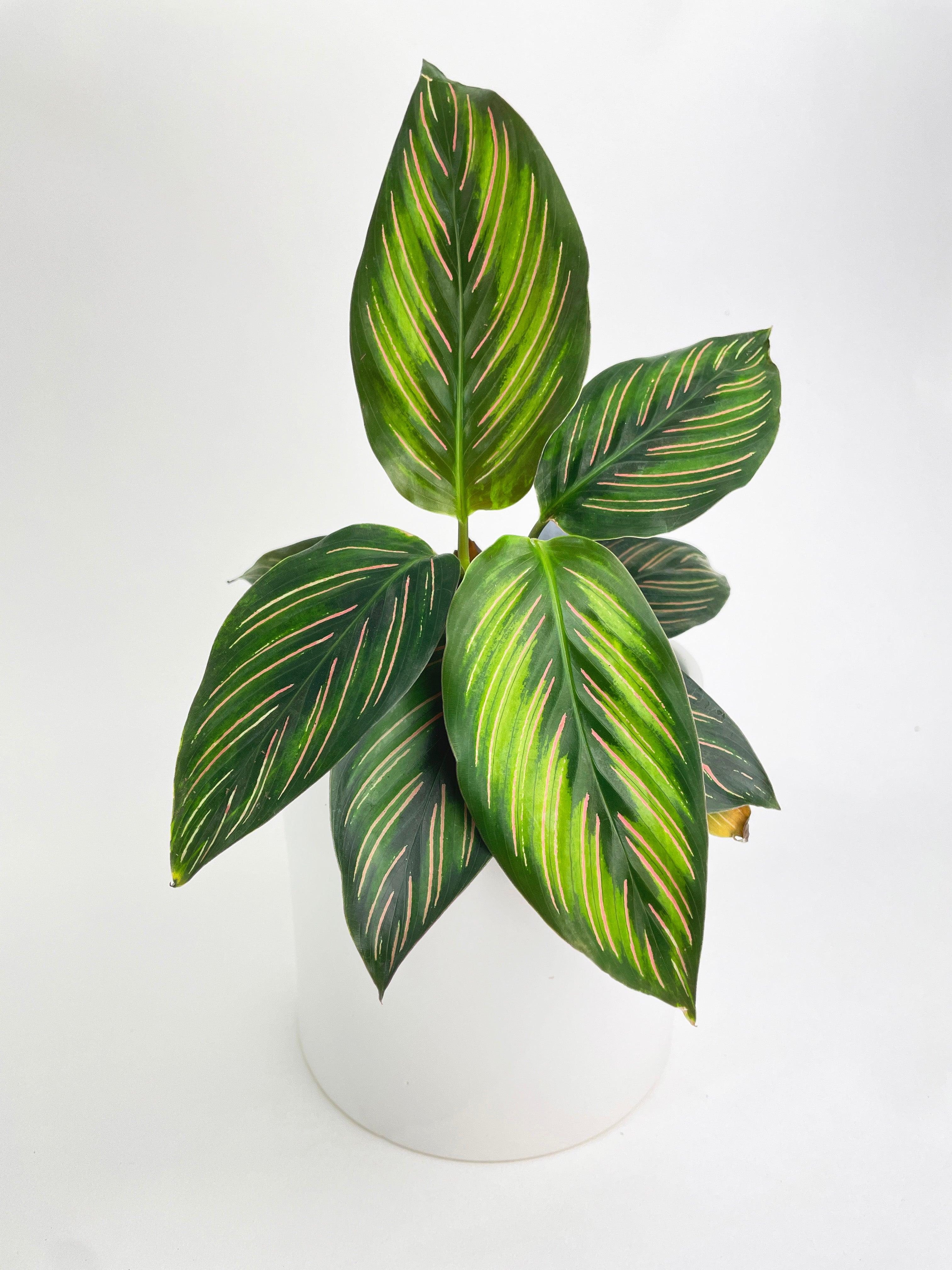 Calathea Peacock Beauty Star - Bumble Plants