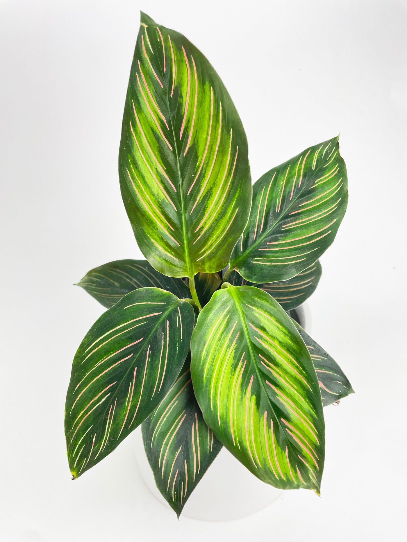 Calathea Peacock Beauty Star - Bumble Plants