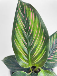 Calathea Peacock Beauty Star - Bumble Plants