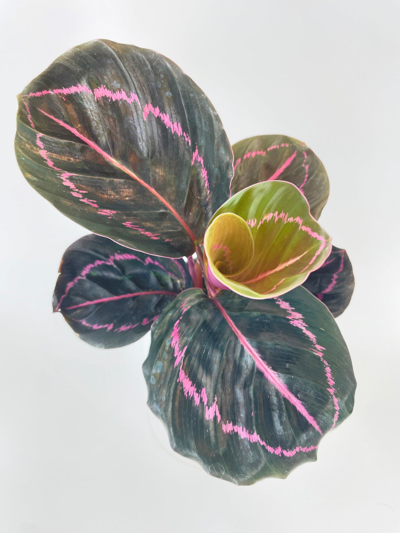 Calathea Dottie Roseopicta - Bumble Plants