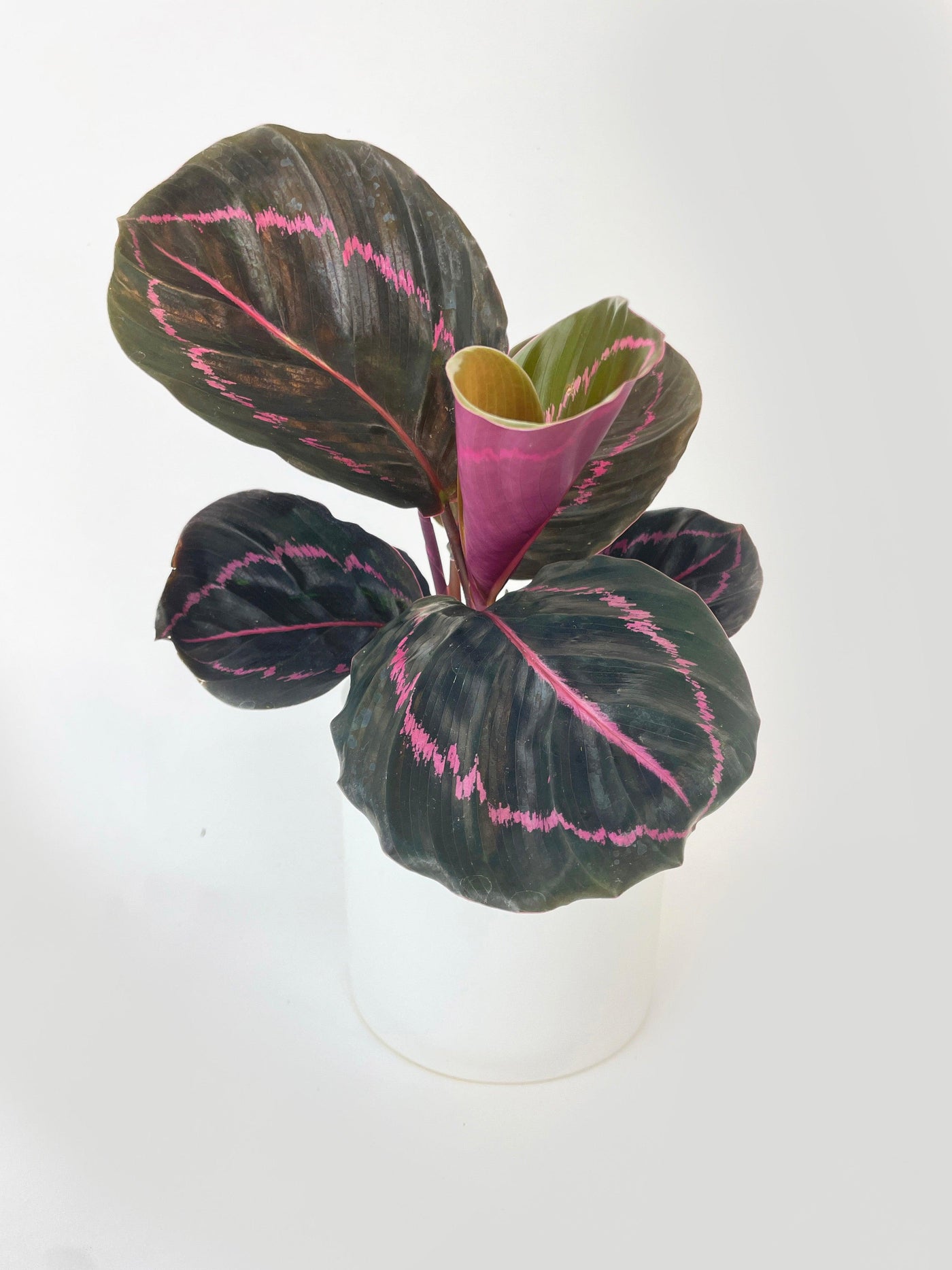 Calathea Dottie Roseopicta - Bumble Plants