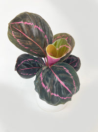 Calathea Dottie Roseopicta - Bumble Plants