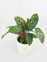 Calathea Freddie - Bumble Plants